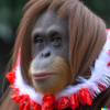 Picture of woniidanio